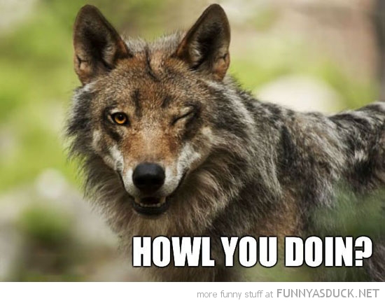 funny-ridiciulously-photogenic-wolf-wink-howl-you-doing-pics.jpg