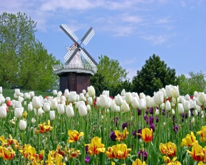 holland_tulip_festival_michigan-1280x1024