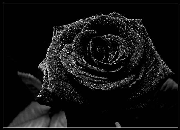 beautiful-black-rose-wallpaper